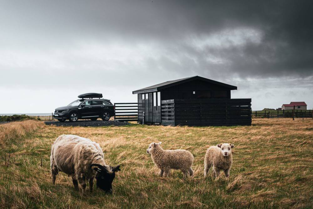 Cabin in Iceland. Cabin in iceland with sheep and lamb outside.