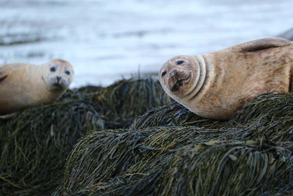 Seals photographed in Iceland. Two seals looking to the camera while being photographed at Ytri-Tunga Beach.