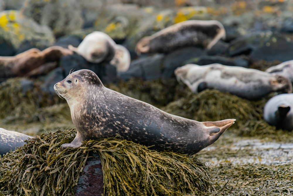 Baby seal at Ytri-Tunga. Baby seal on the beach at Ytri-Tunga at Snæfellsnes Peninsula in Iceland.