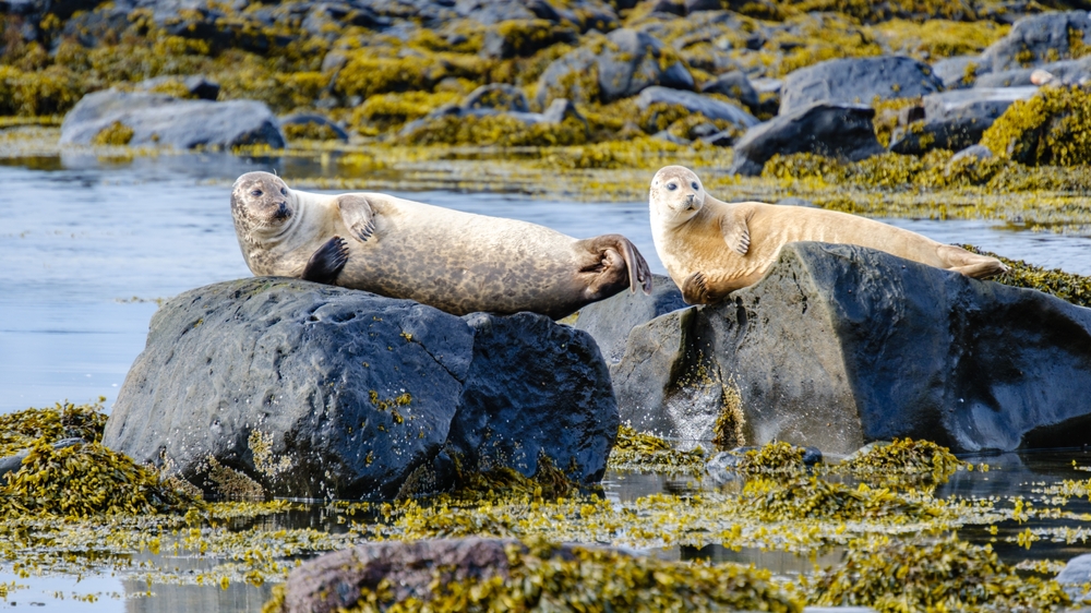 Seals at Ytri-tunga. Two seals relaxing on rocks at Ytri Tunga beach.