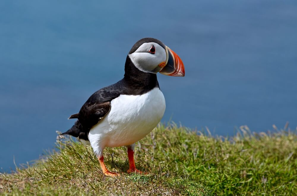 Puffin in Iceland at Dyrhólaey.