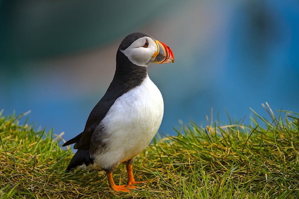 Puffin August Iceland. Puffin standing on a cliff in Iceland in August.