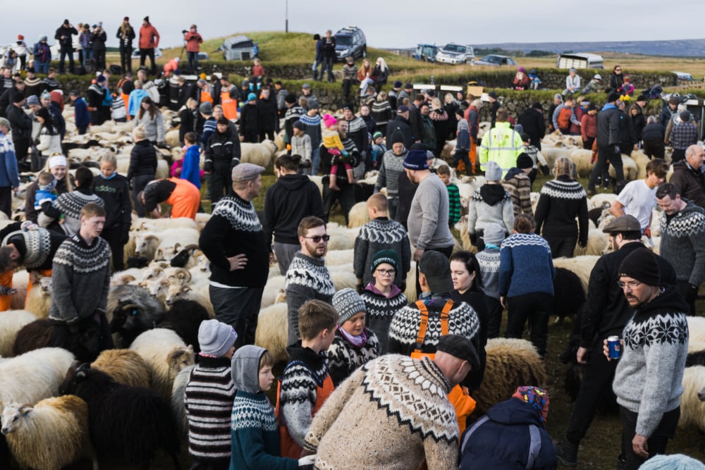 Iceland culture. Iceland sheep farming in autumn.