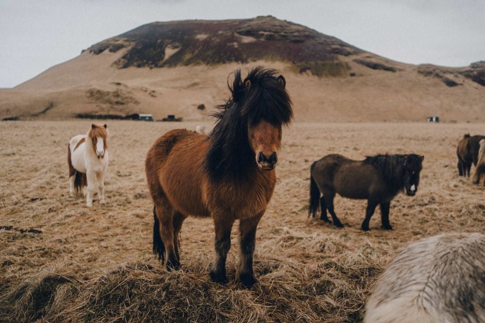 Icelandic horses. Horses in Iceland during winter.