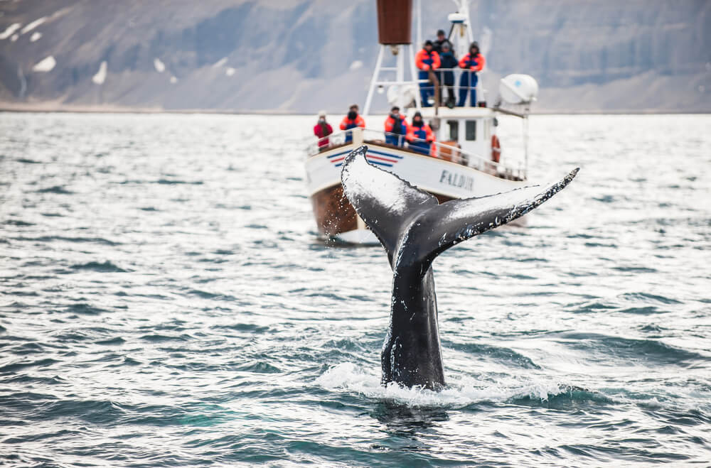 Whale watching in North Iceland. Whale watching boat of the coast of Húsavik, North Iceland.