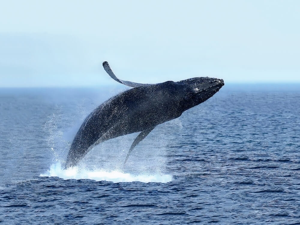 August whale iceland. Fin whale jumping in the air in the ocean by Iceland.