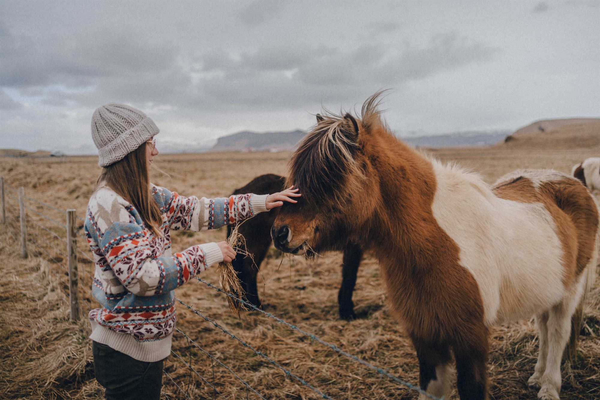 Icelandic horse. Women given an Icelandic horse gras in spring.