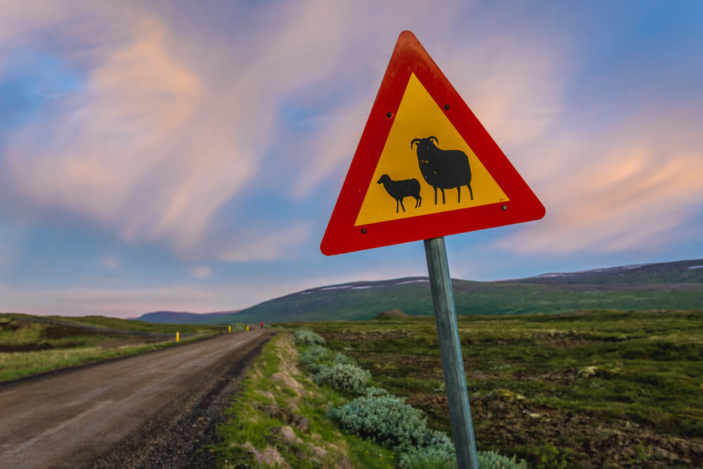 Sheep on a road sign in Iceland