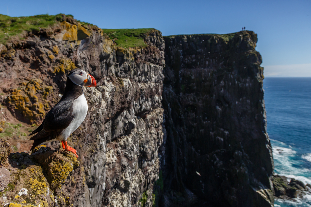 Látrabjarg puffin. Puffin standing on the cliffs of Látrabjarg.